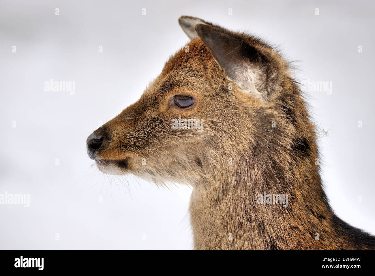 young Sika deer Stock Photo