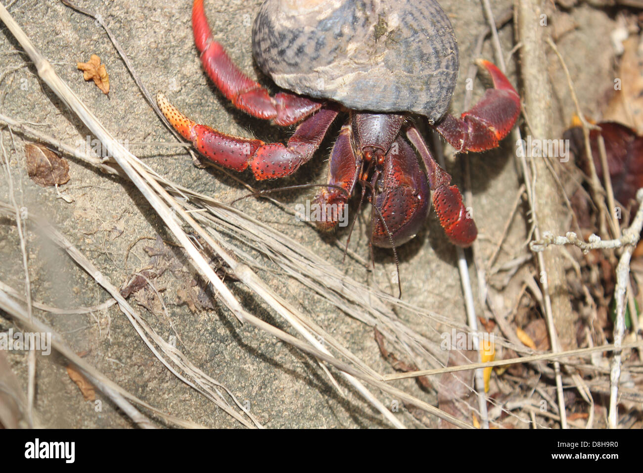 Hermit Crab crawling in the forest Stock Photo