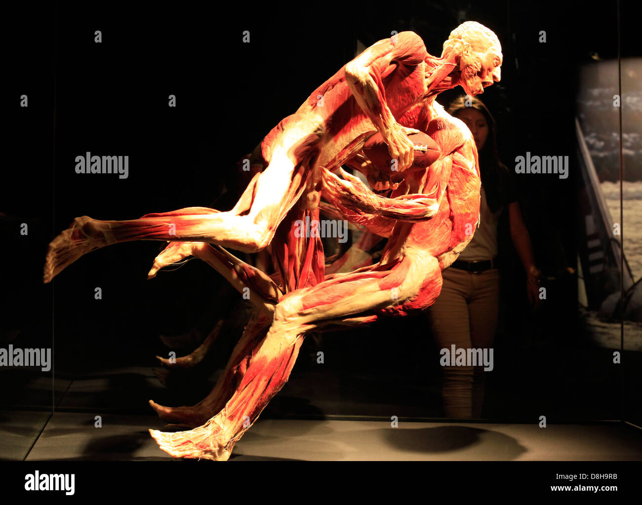 USA, NEW YORK CITY - 17 MAY 2013: Gunther von Hagen's "Body Worlds" a  traveling exhibition of preserved human bodies and body p Stock Photo -  Alamy