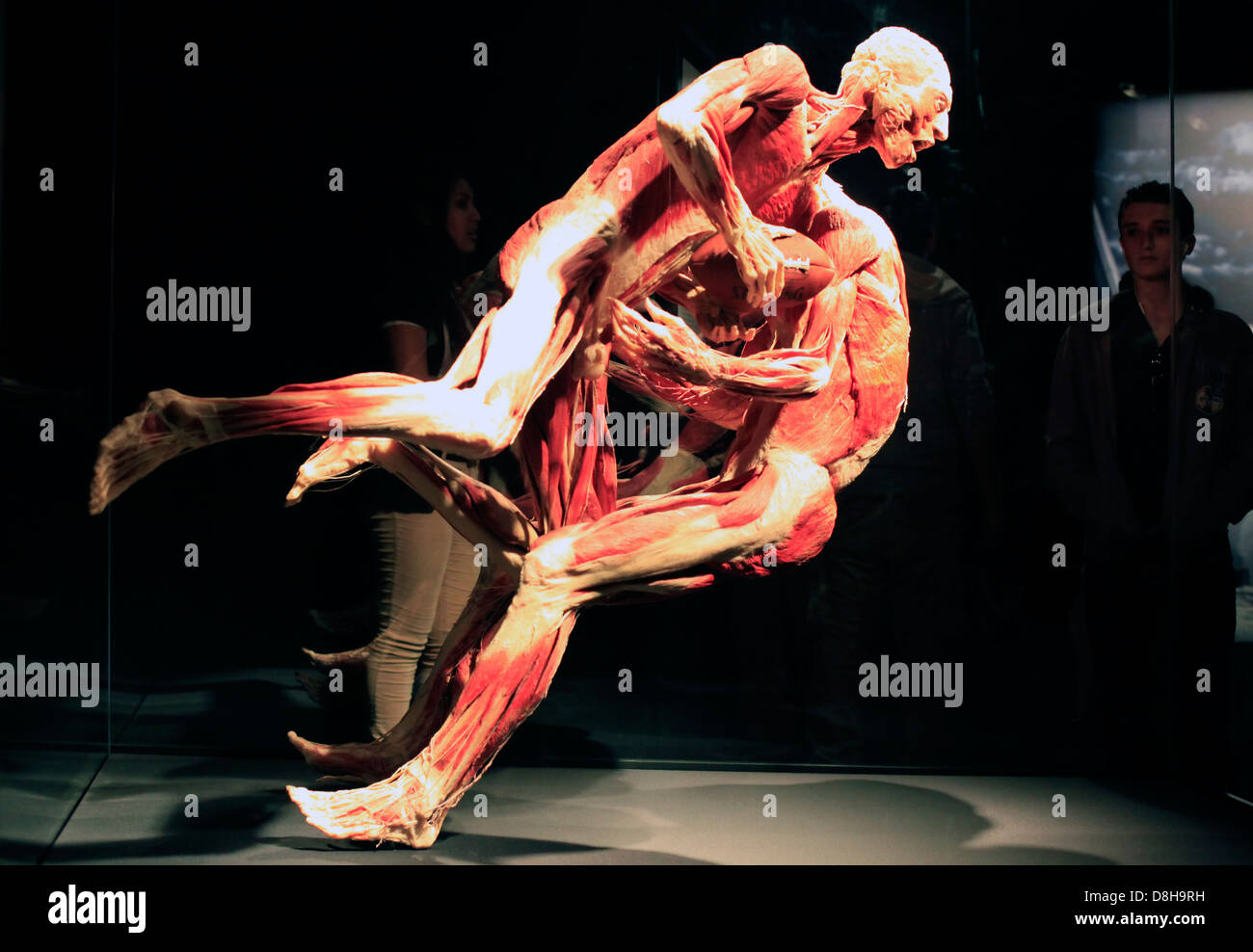 USA, NEW YORK CITY - 17 MAY 2013: Gunther von Hagen's  "Body Worlds" a traveling exhibition of preserved human bodies and body p Stock Photo