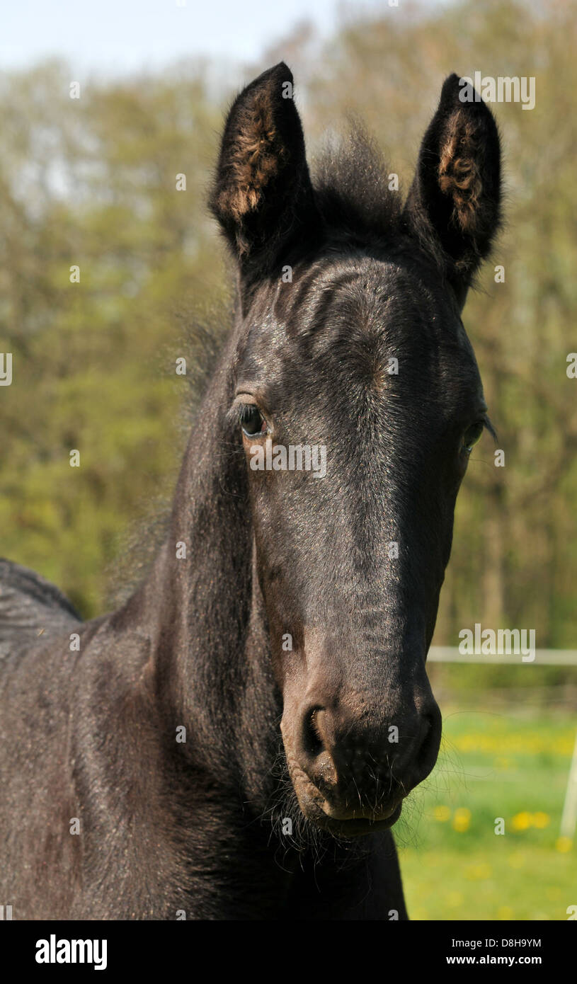 friesen foal Stock Photo