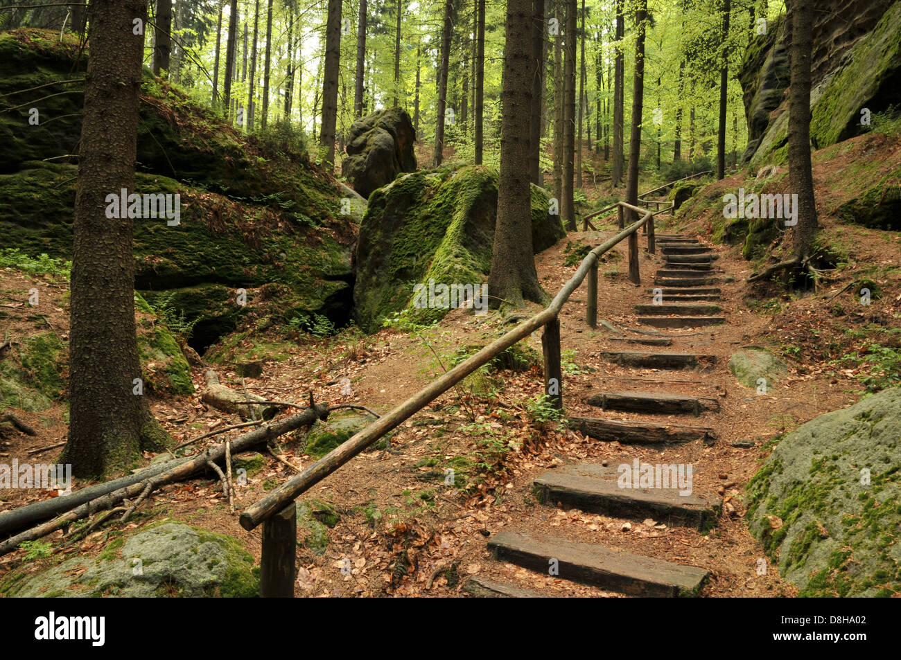 Steps in the forest Stock Photo Alamy