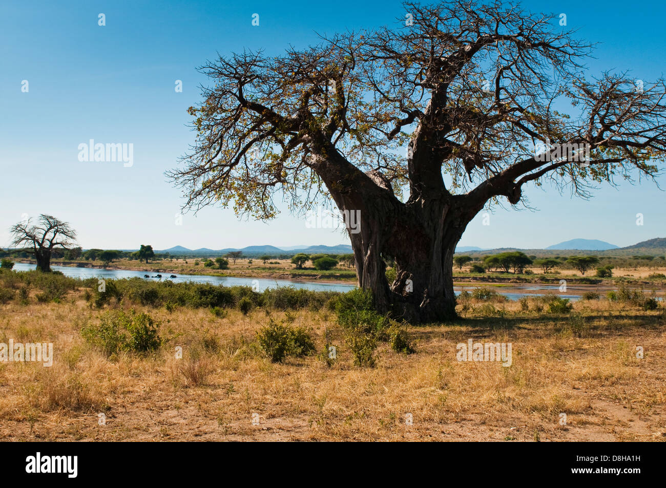 Baobab tree in Ruaha National Park, Iringa Region, Central Tanzania, Africa Stock Photo