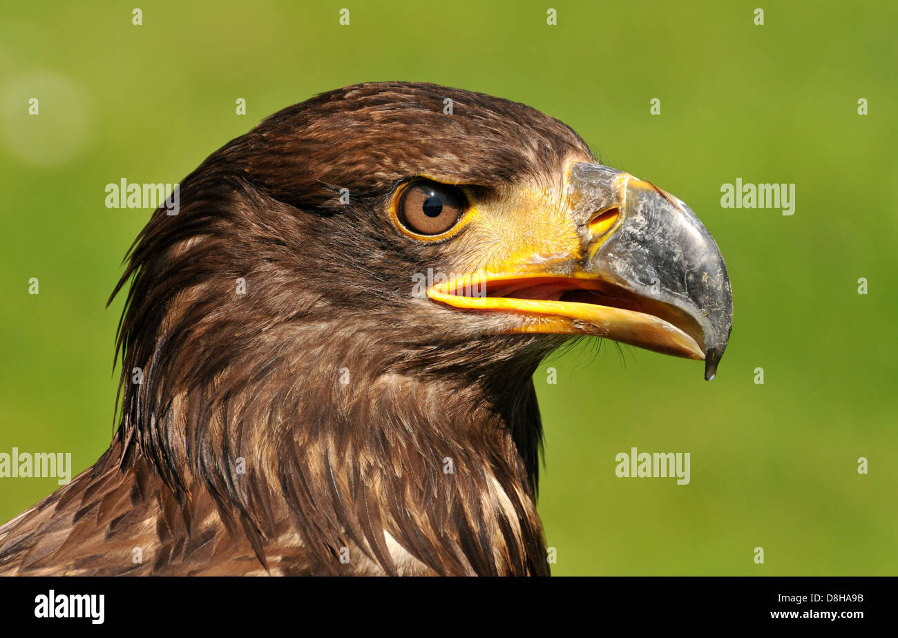 Young Bald Eagle Stock Photo Alamy