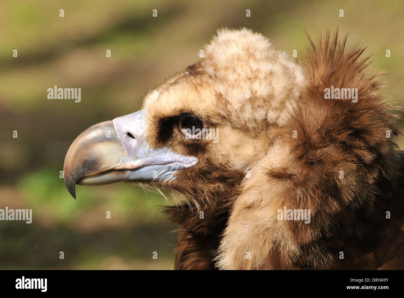 vulture's habit Stock Photo