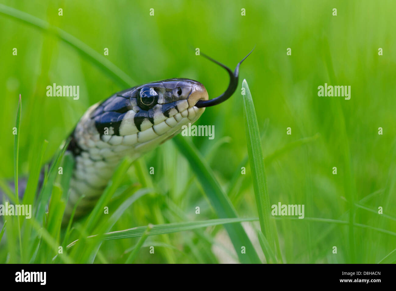 grass snake, natrix natrix, goldenstedter moor, lower saxony, germany Stock Photo