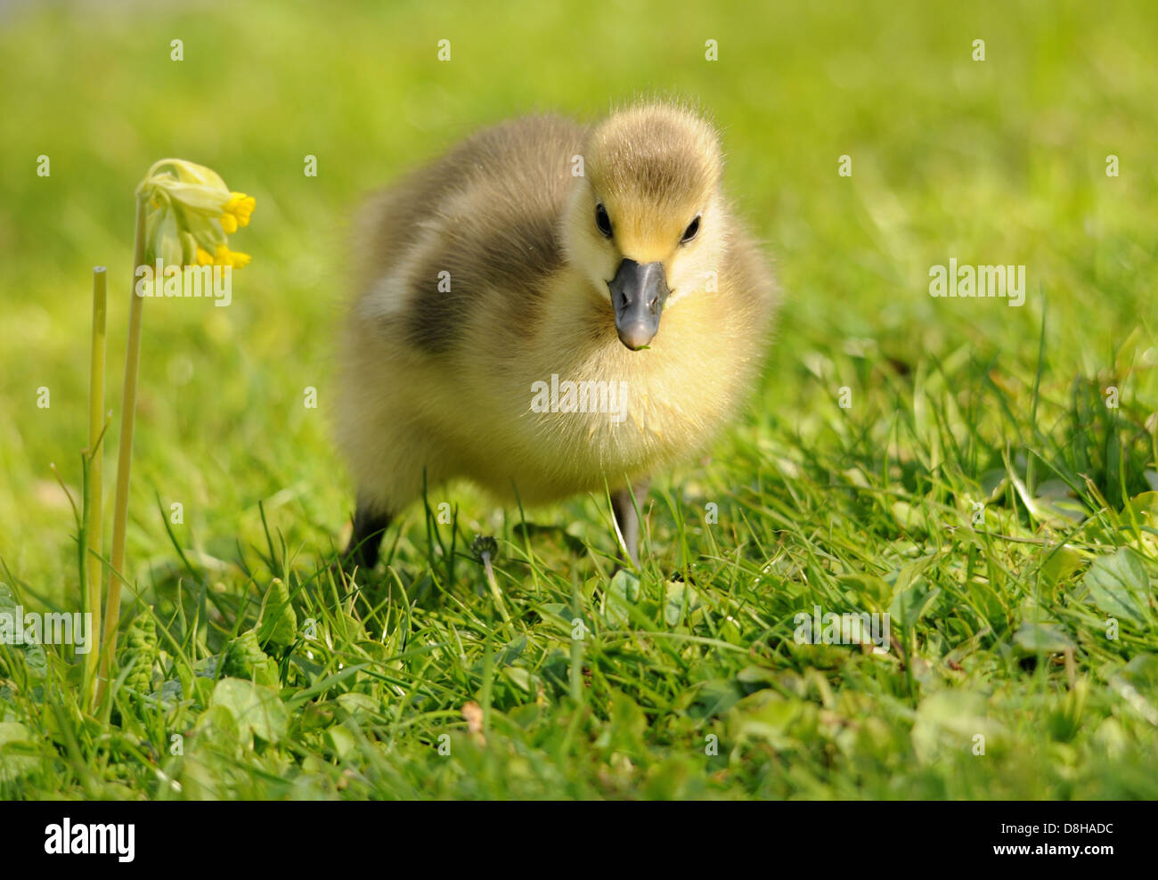 Chick discovers the world Stock Photo