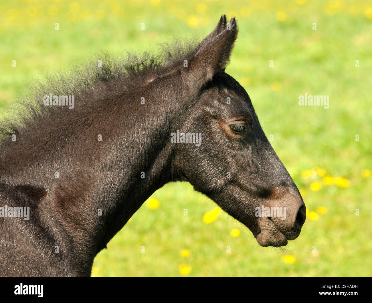 friesen foal Stock Photo