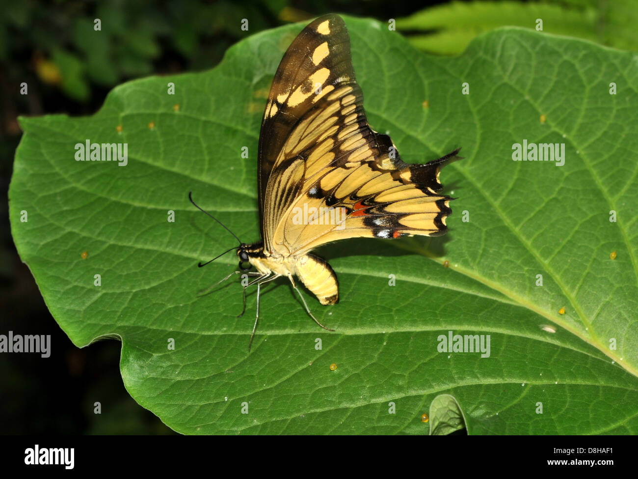 Butterfly lays eggs on Stock Photo Alamy