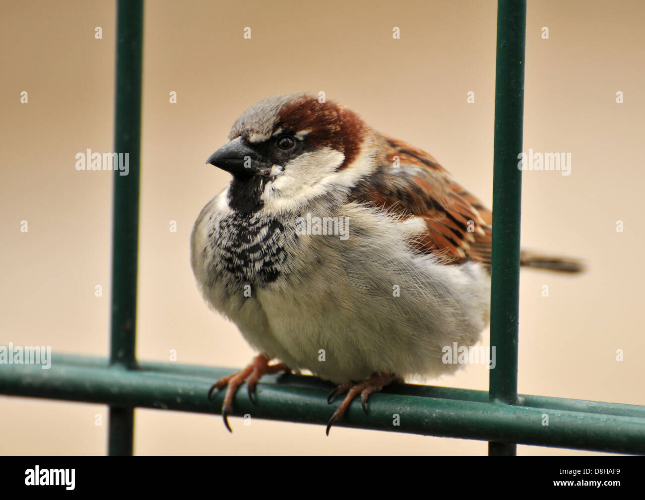 sparrow Stock Photo