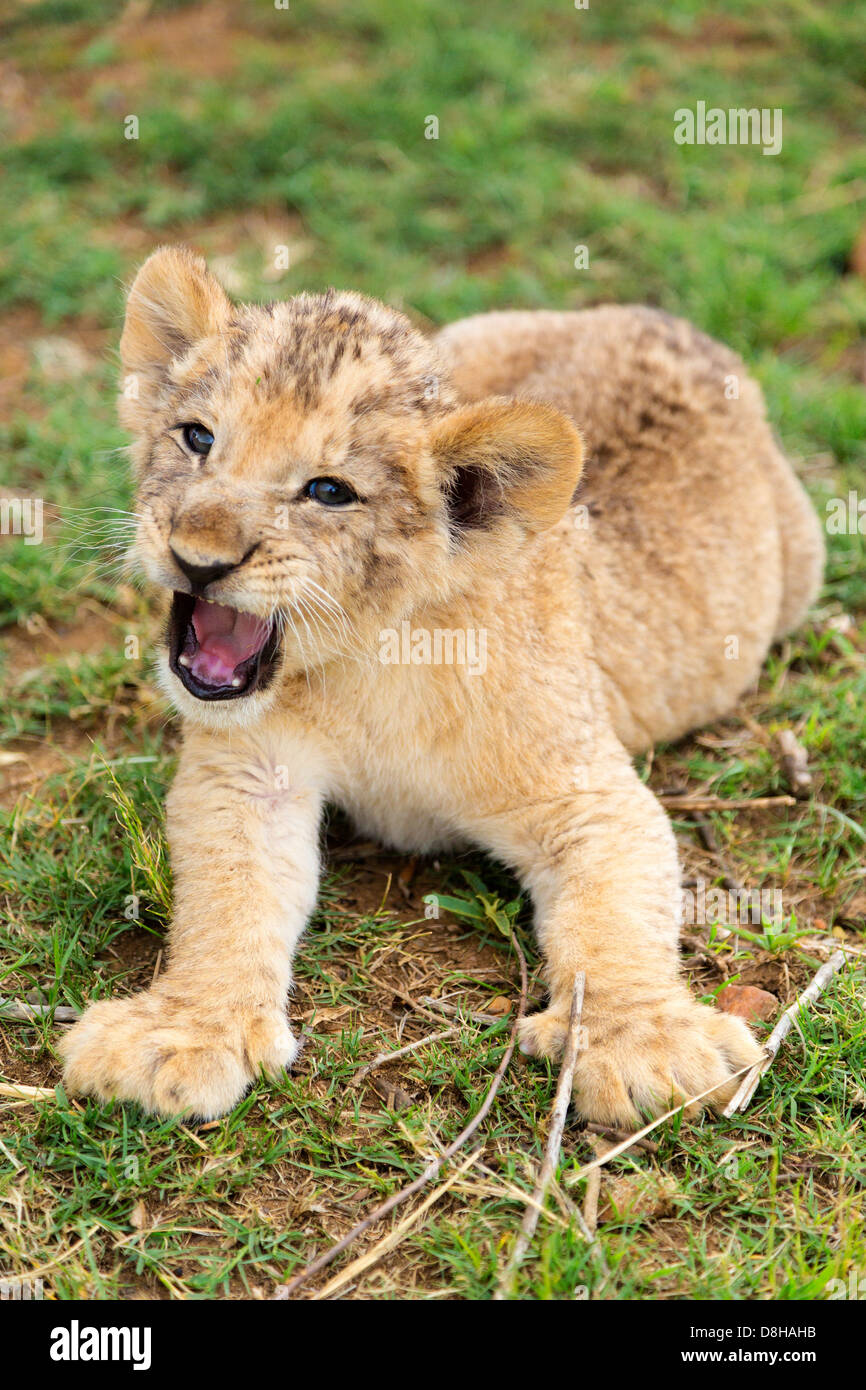 Lion cub growling at the camera Stock Photo