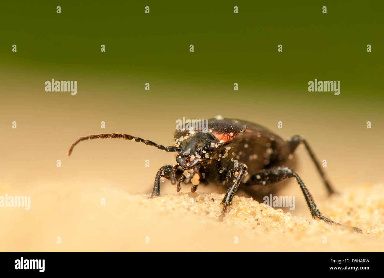 Carabus arcensis Stock Photo