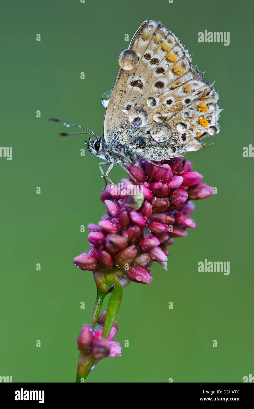 common blue, female, polyommatus icarus, goldenstedt, niedersachsen, germany Stock Photo