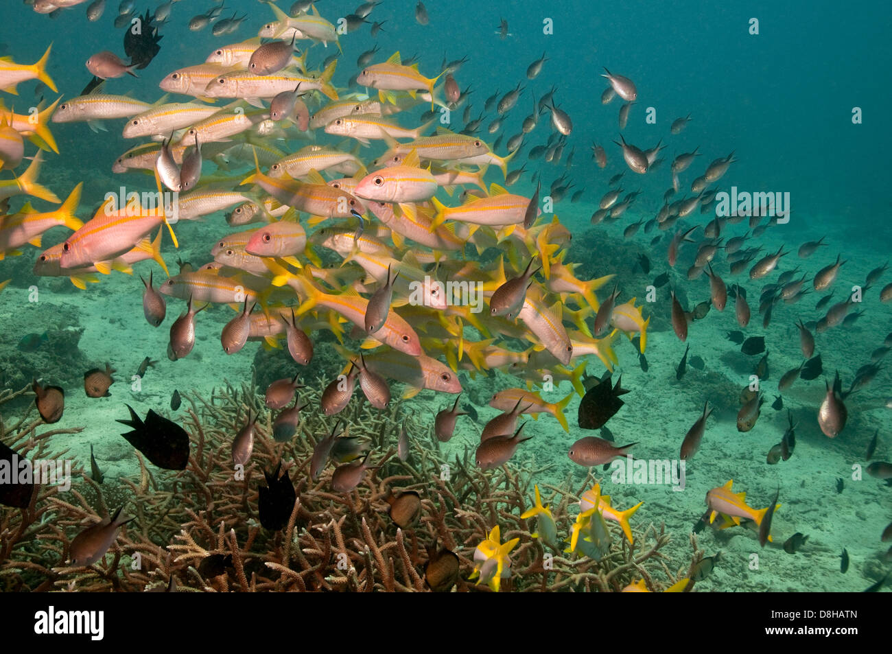Mullet fish swarm Stock Photo