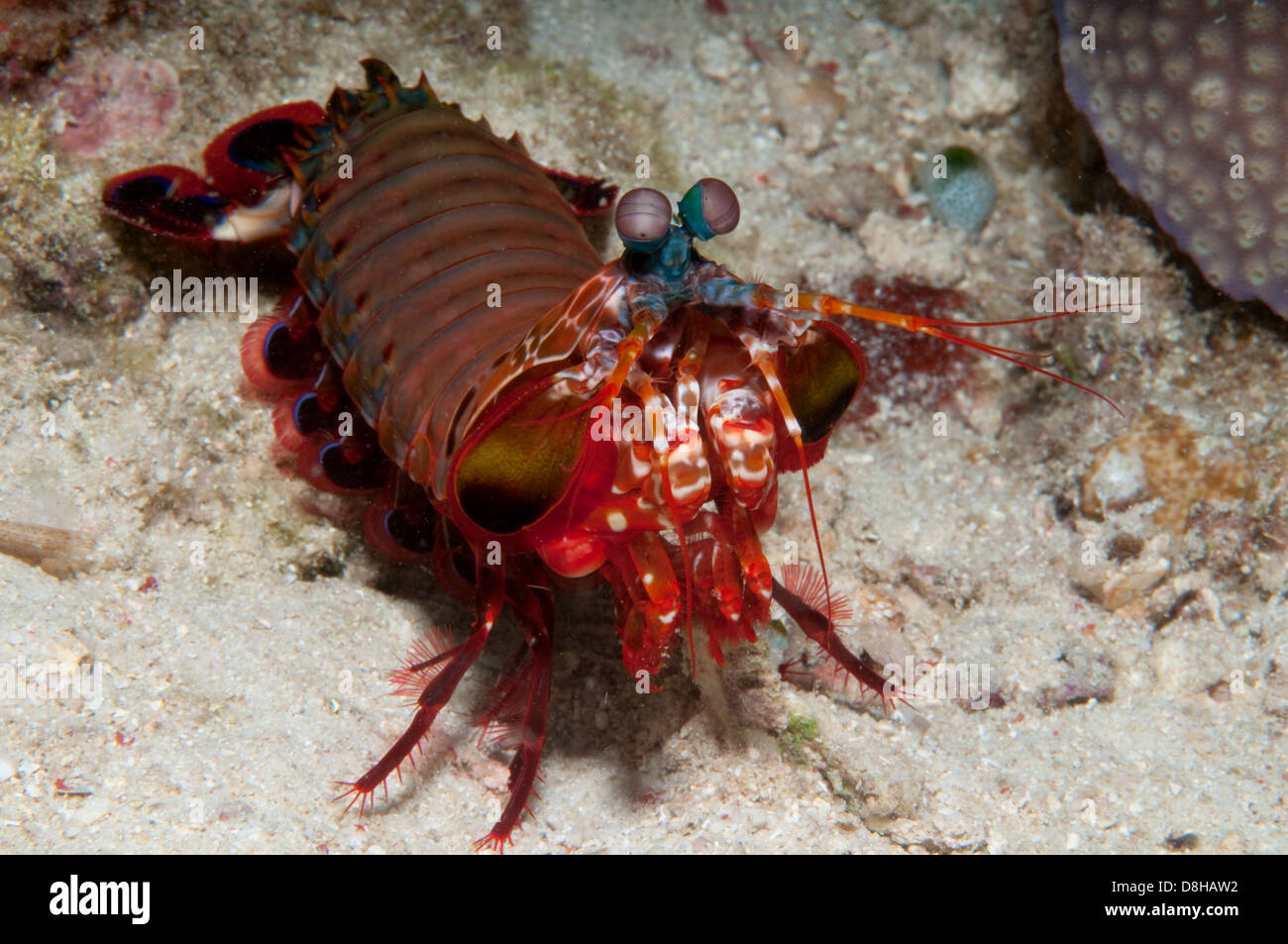 Mantis shrimp Stock Photo