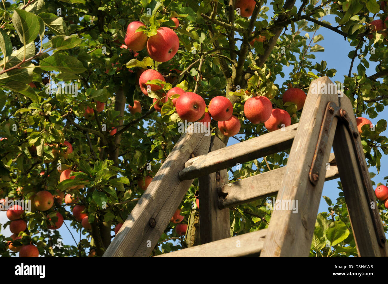 apple harvest Stock Photo