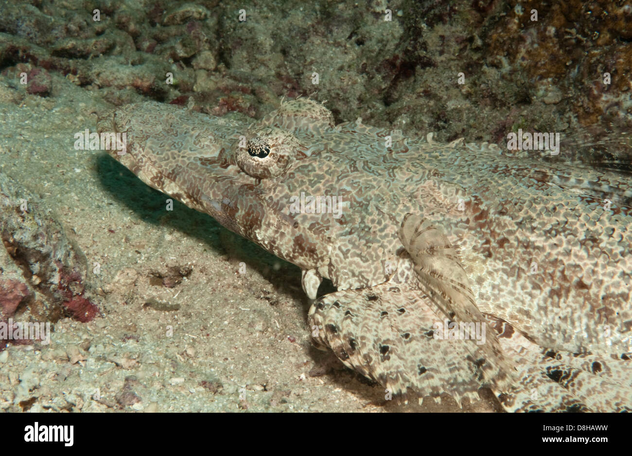 Crocodile fish on the lookout Stock Photo