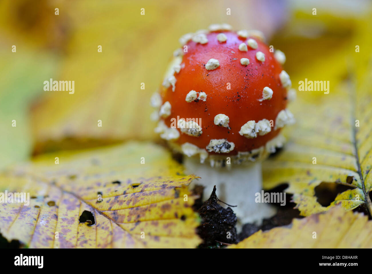 fly agaric, amanita muscaria var. muscaria, goldenstedt, lower saxony, germany Stock Photo