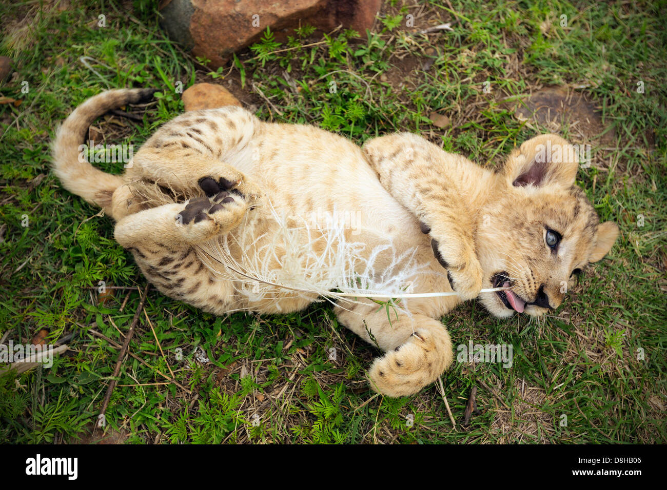 Lion cub on its back playing with a feather Stock Photo