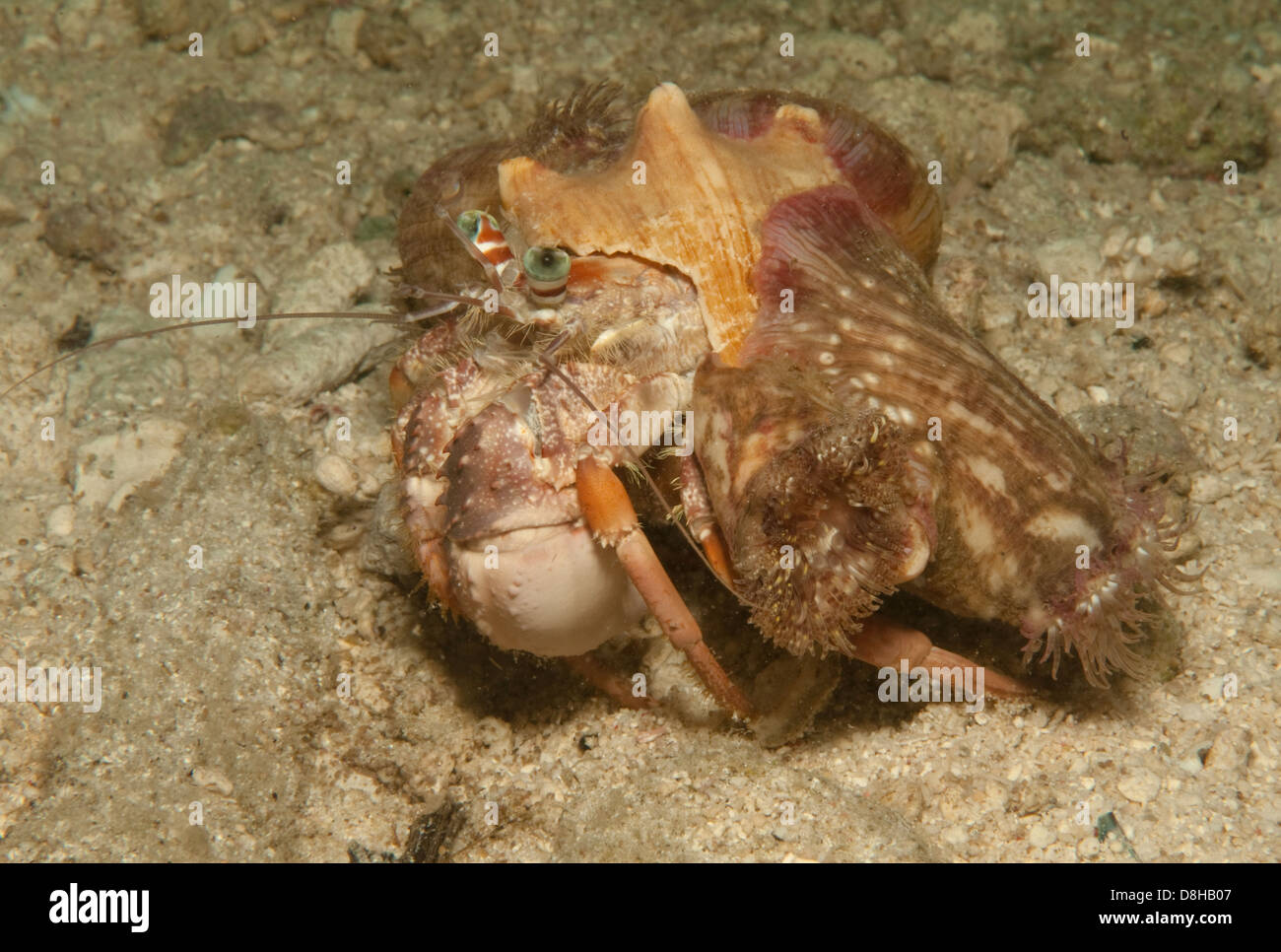 hermit crab Stock Photo