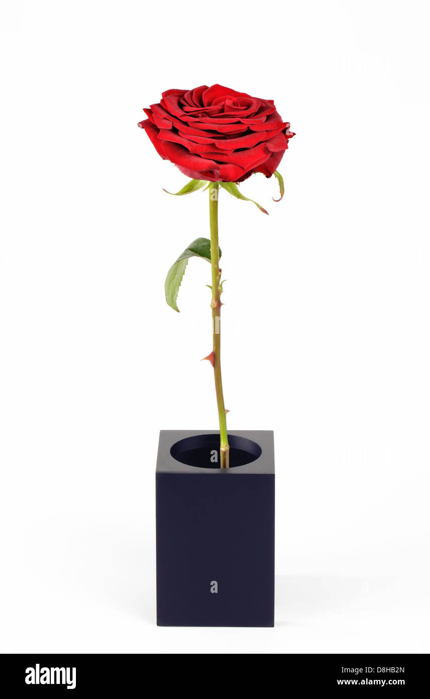 Single tall red rose Stock Photo