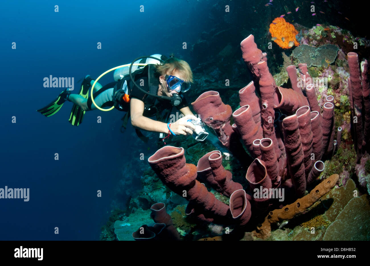 Diver and sponges Roren Stock Photo