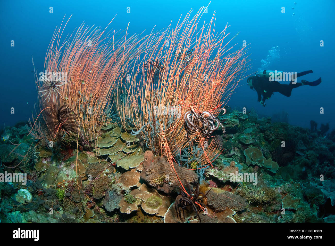 whip coral Stock Photo