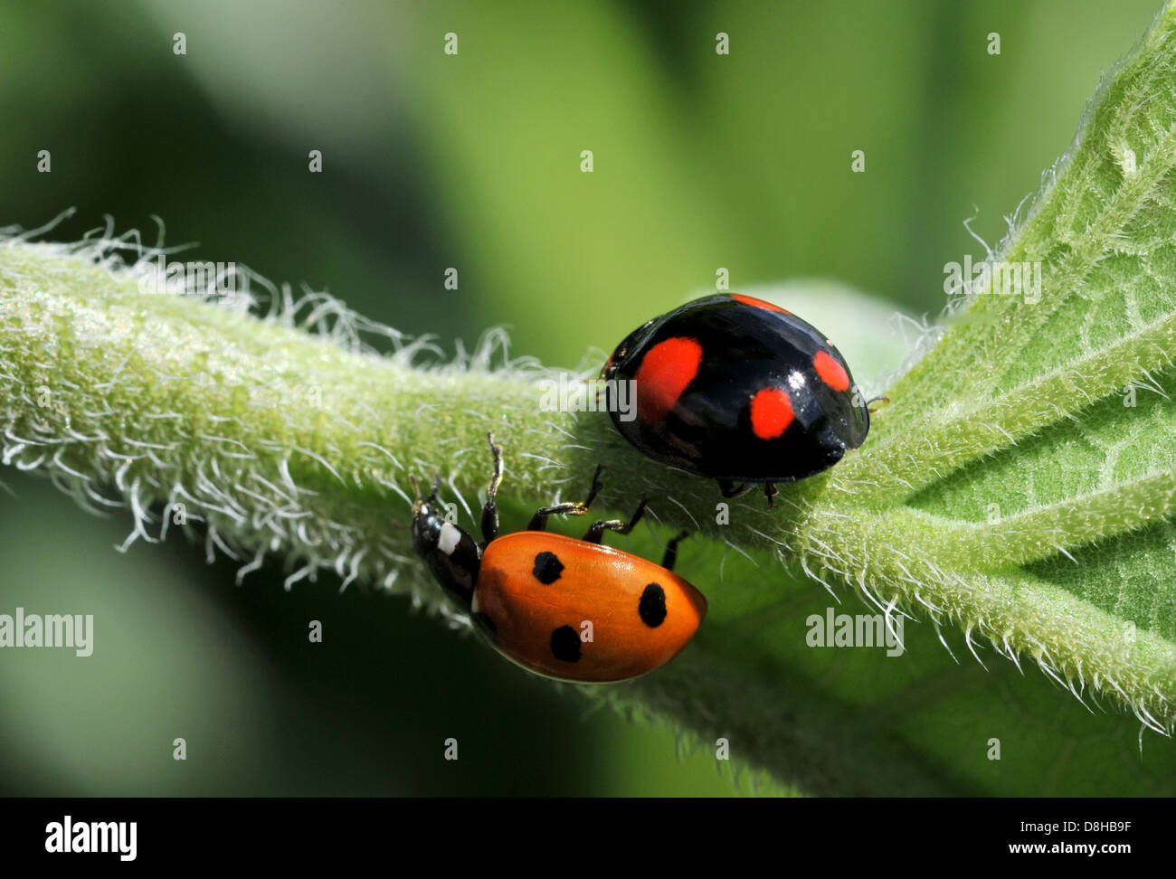 Ladybug two step hi-res stock photography and images - Alamy