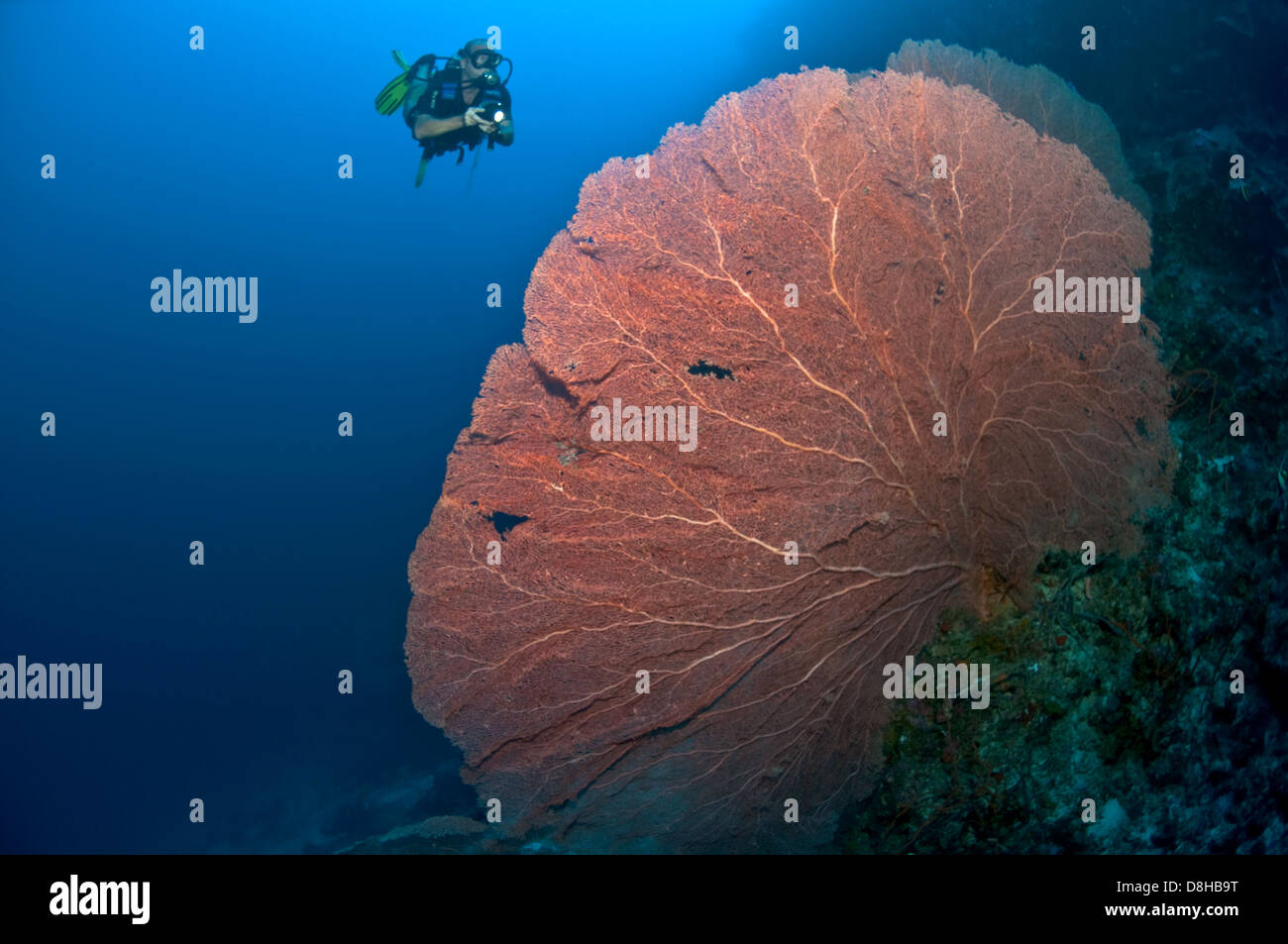 Diver on the gorgonian Stock Photo