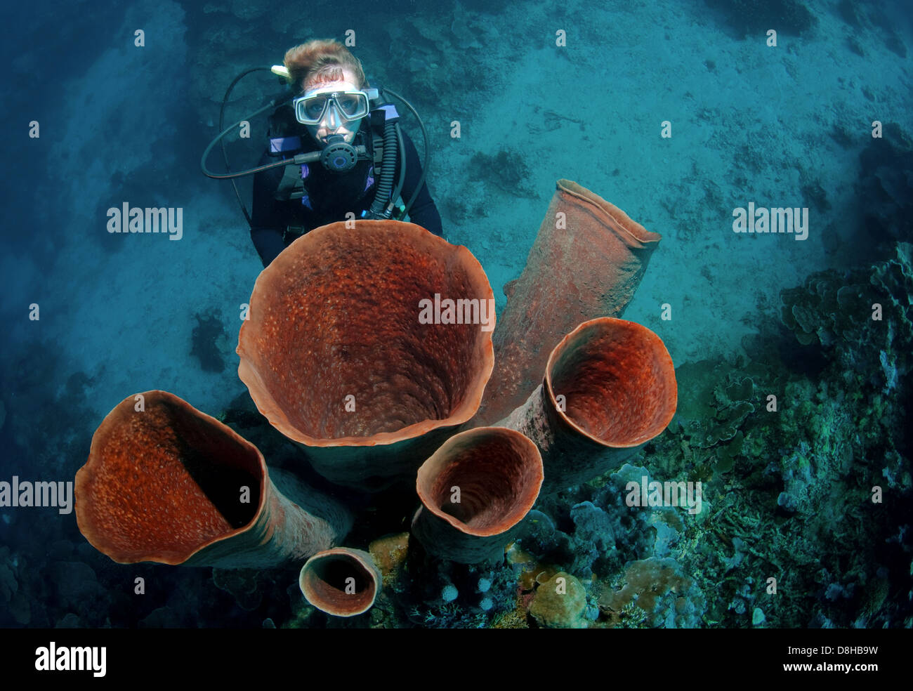 Tube sponges and diver Stock Photo