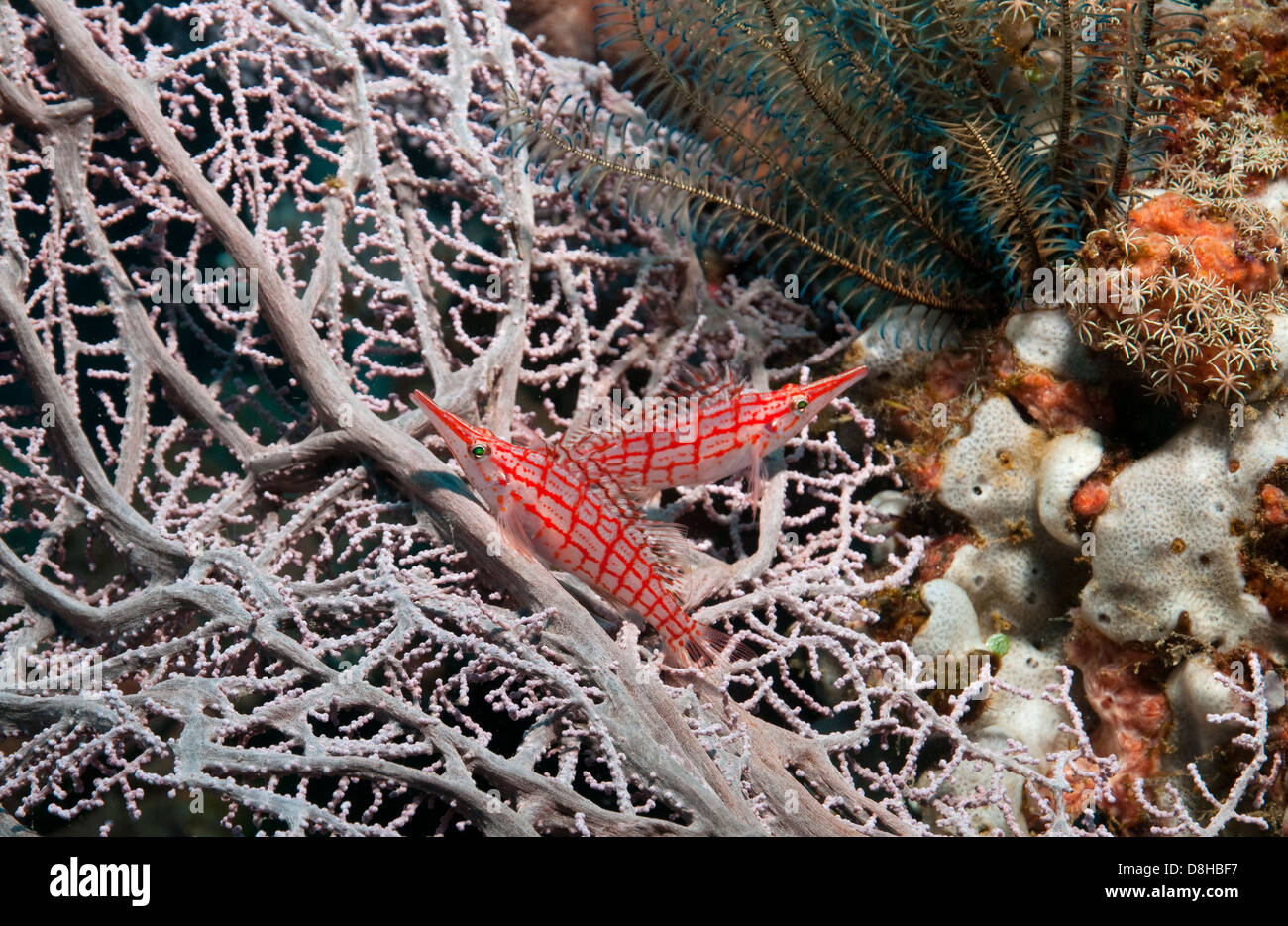 Longnose Hawkfish Stock Photo