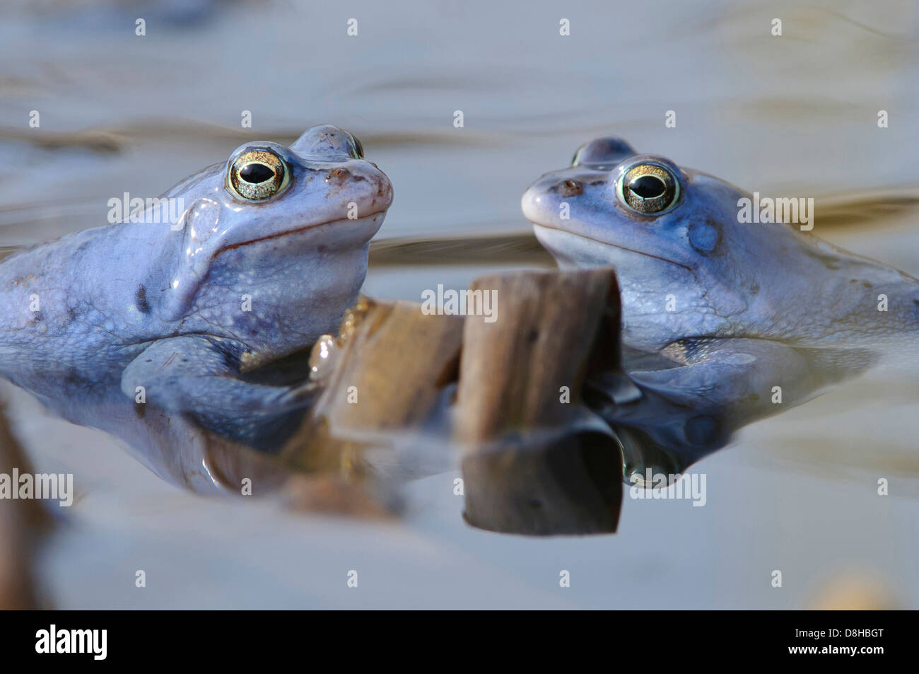 moor frogs, male at mating season, rana arvalis, lower saxony, germany Stock Photo