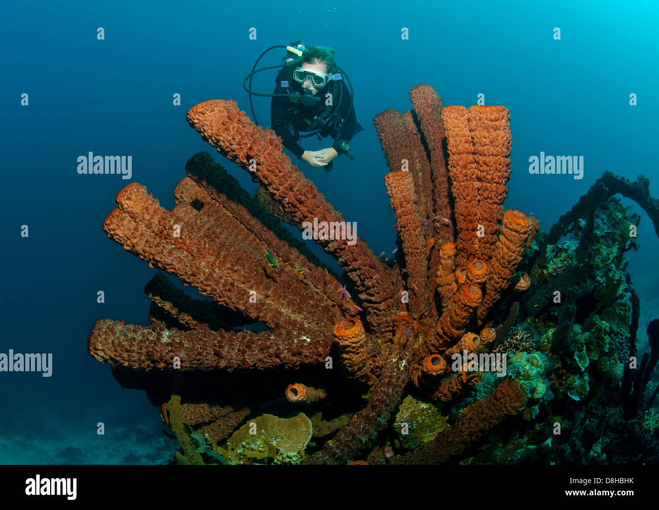 Tube sponges and diver Stock Photo