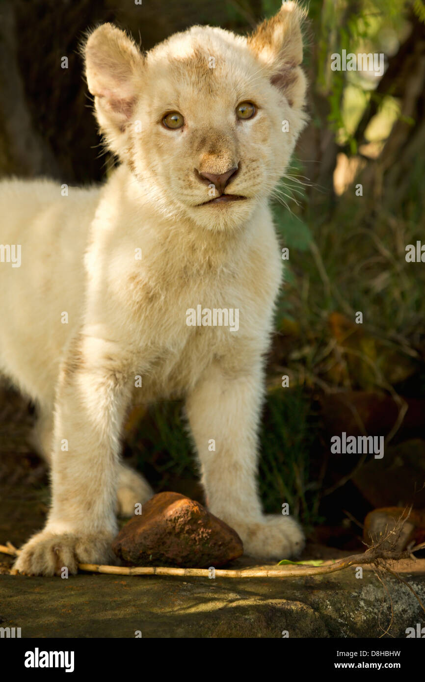 White Lion cub. Stock Photo
