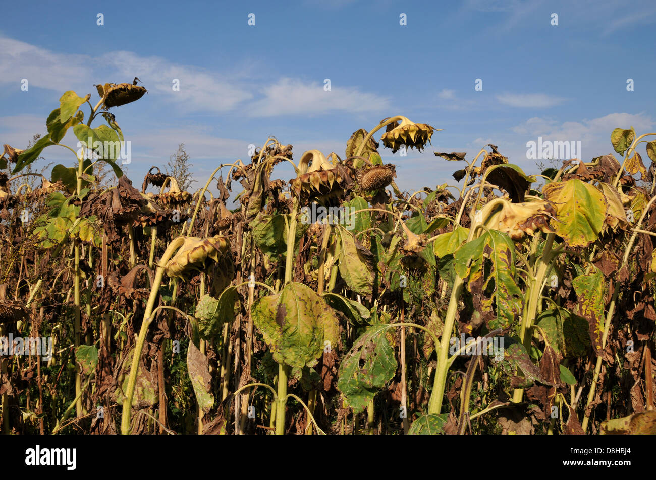 wilted sunflowers Stock Photo Alamy