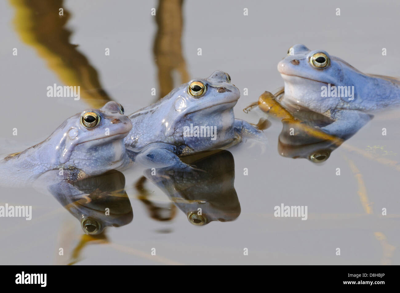 moor frogs, male at mating season, rana arvalis, lower saxony, germany Stock Photo