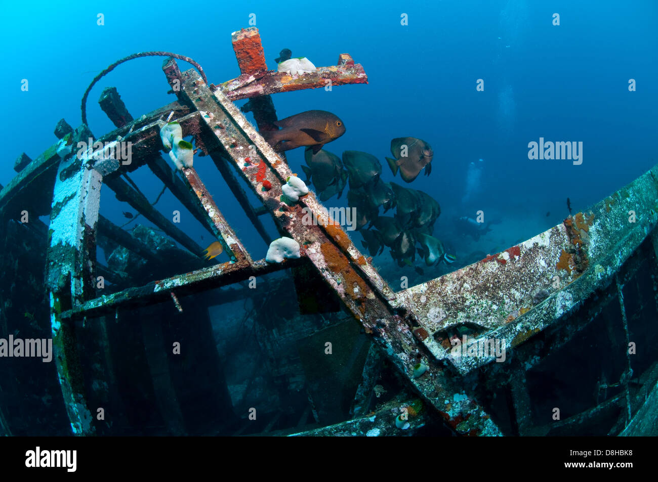 Batfish on wreck Stock Photo