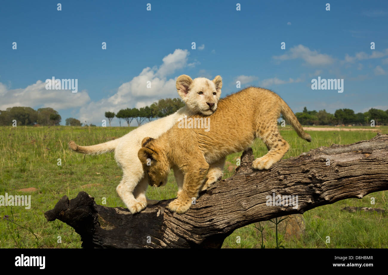 White and Tawny Lion cubs playing on a log Stock Photo