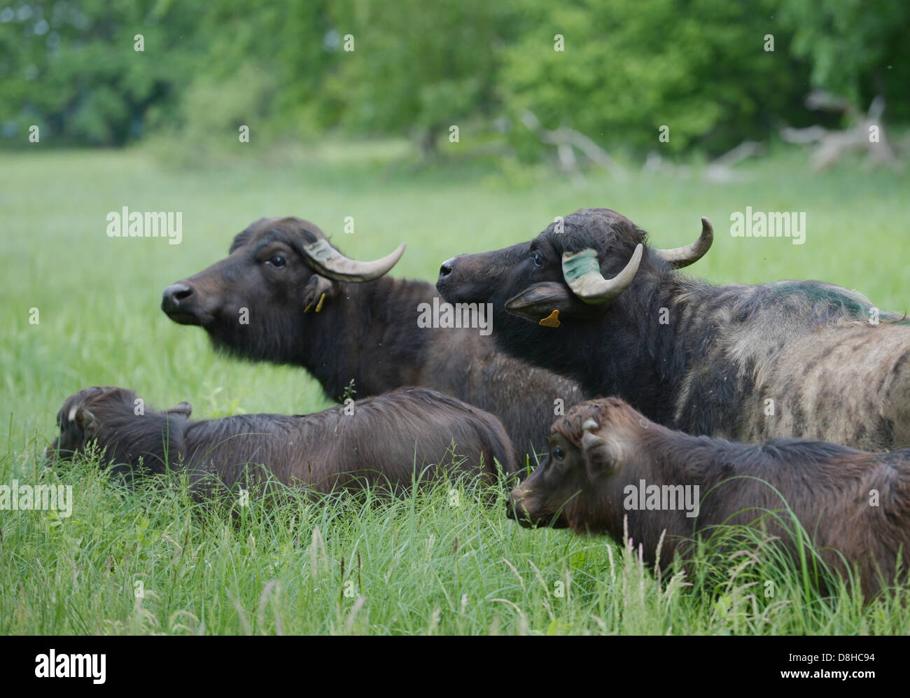 Four water buffalo stand in their Peacock Island in Berlin, Germany, 29 May 2013. They will graze on the island until middle of October. Photo: RAINER Stock Photo - Alamy