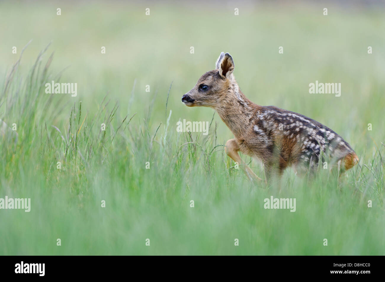 fawn, roe deer, capreolus capreolus, vechta, niedersachsen, germany Stock Photo