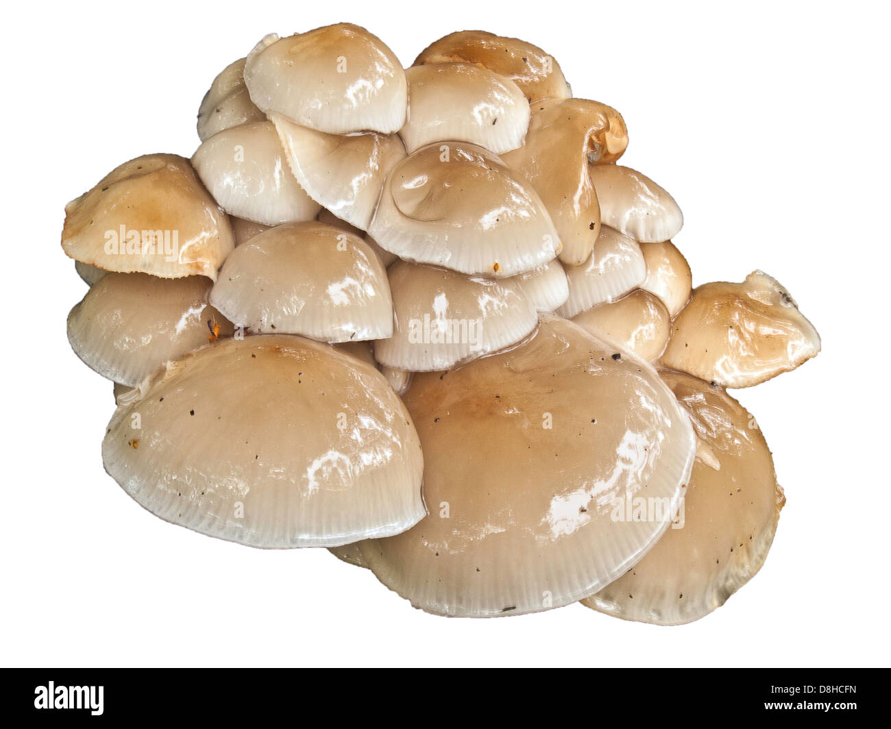 Oudemansiella mucida, Porcelain Fungus Stock Photo