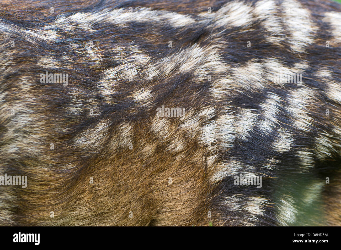 fawn coat, roe deer, capreolus capreolus, vechta, niedersachsen, germany Stock Photo