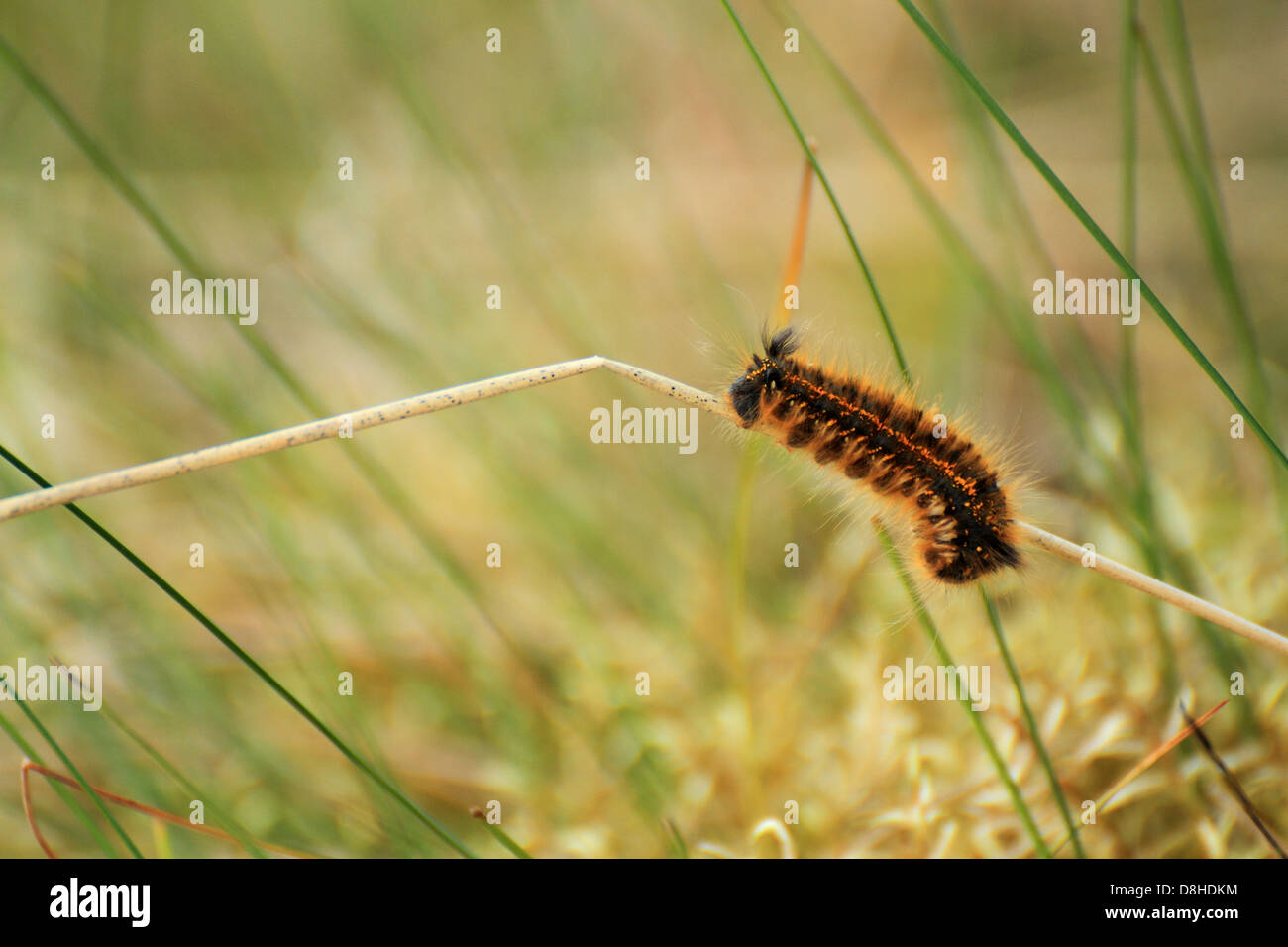 furry caterpillar climbing a reed Stock Photo