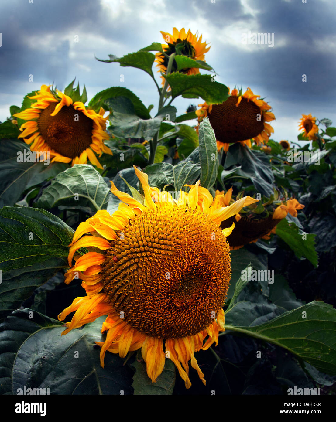 Orange sunflowers in a field with a moody gray sky behind Stock Photo