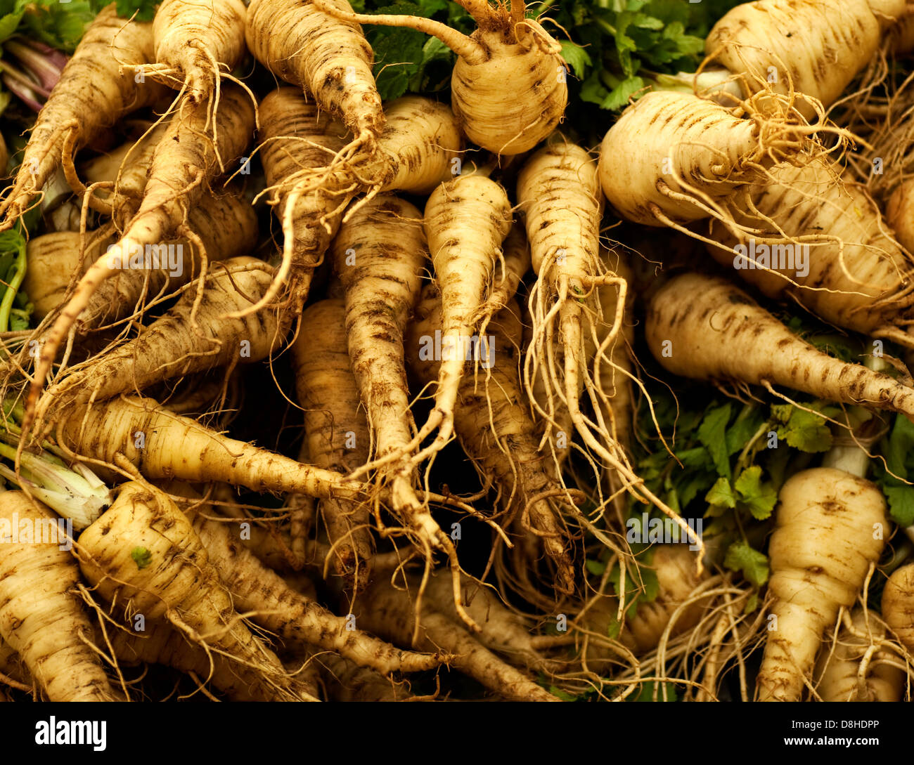 A heap of fresh parsnip Photo taken on: May 15th, 2010 Stock Photo