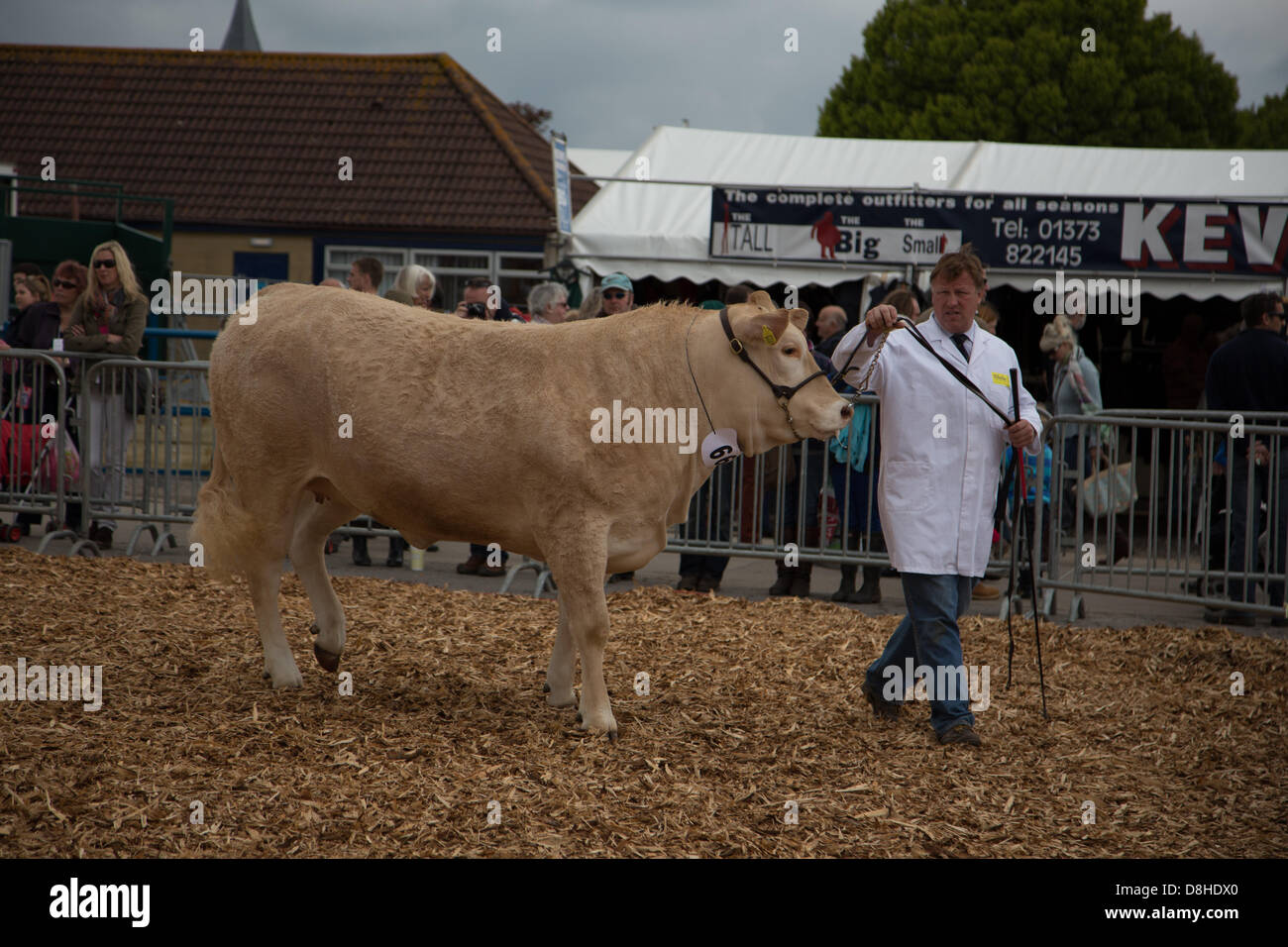 Shepton Mallet, Somerset, UK. 28th May 2013. Enormous beef cow.This