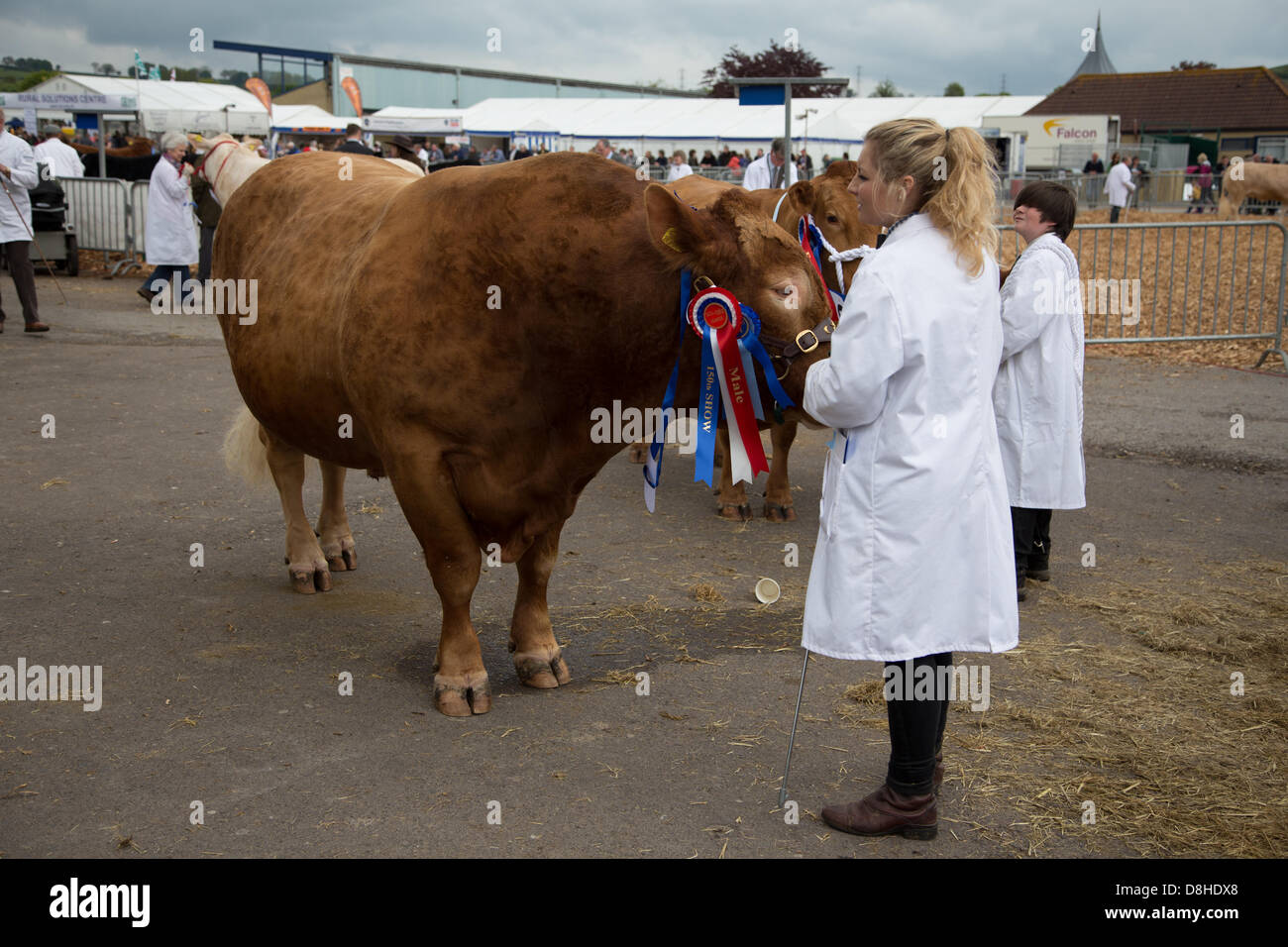Shepton Mallet, Somerset, UK. 28th May 2013. Enormous beef cow. This