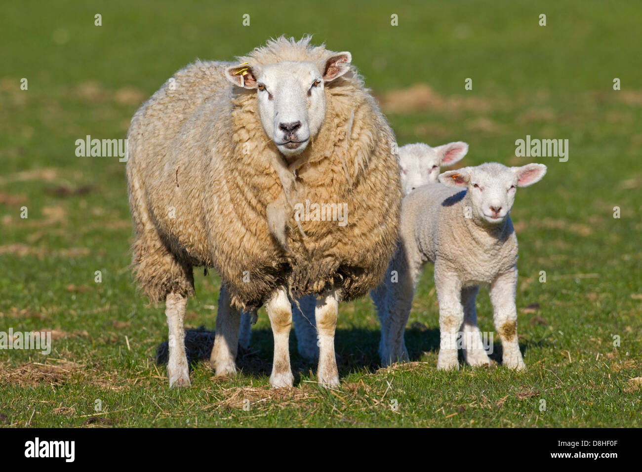 Sheep (Ovies aries) ewe with lambs in field in spring Stock Photo