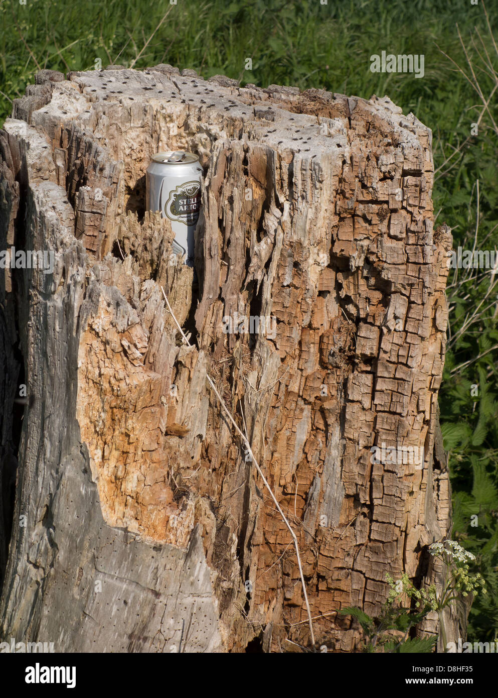 Empty beer can left in dead tree stump Stock Photo