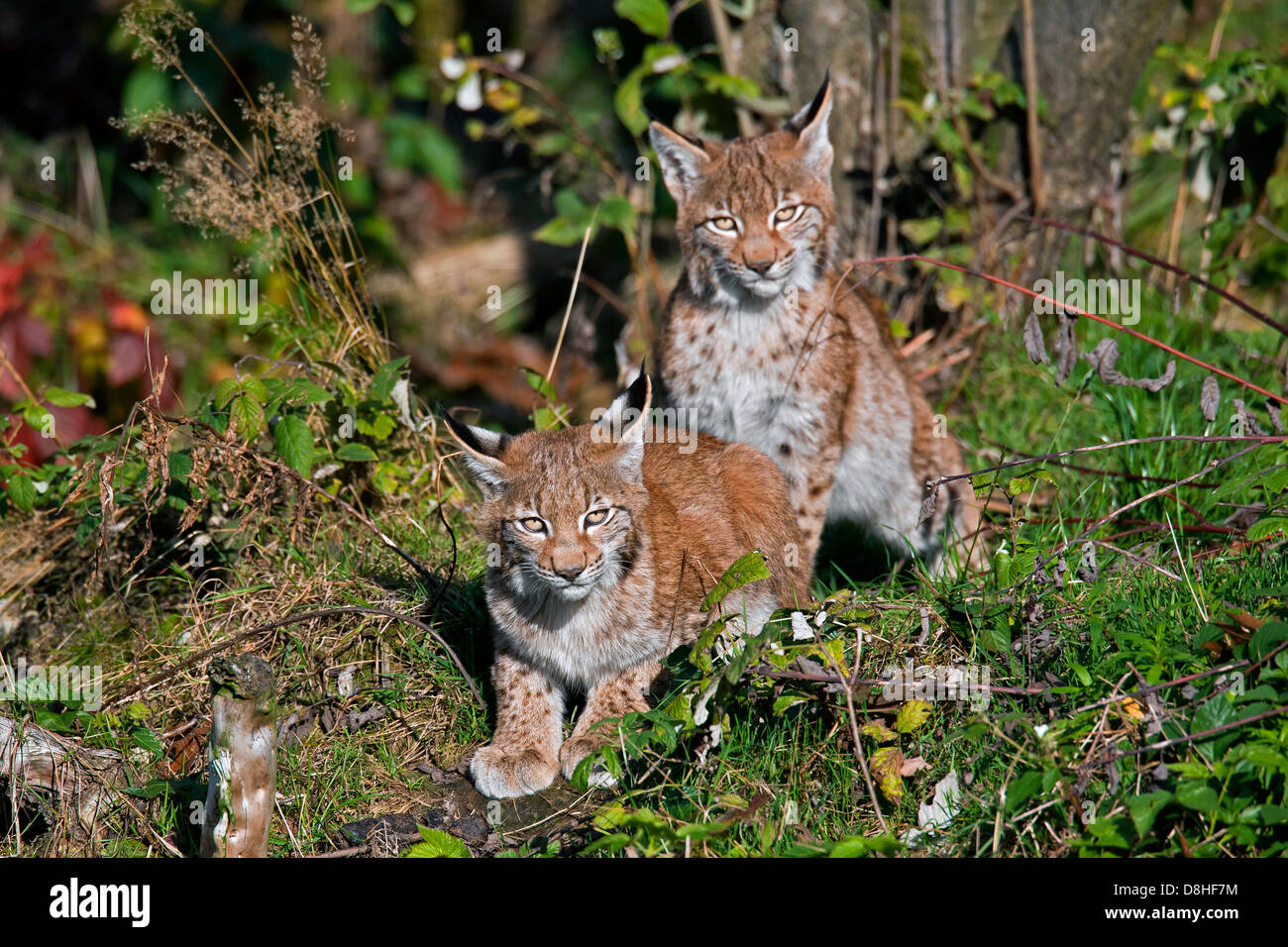 Two Eurasian lynx (Lynx lynx) kittens in forest Stock Photo - Alamy